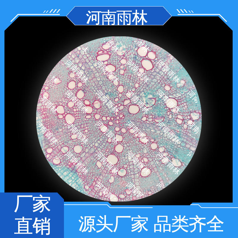 雨林教育 可后期加工 植物标本 颜色鲜亮 支持定制