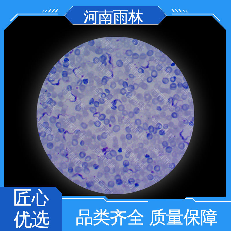 个性化定做 教学切片 质量优 颜色鲜亮 雨林教育工程