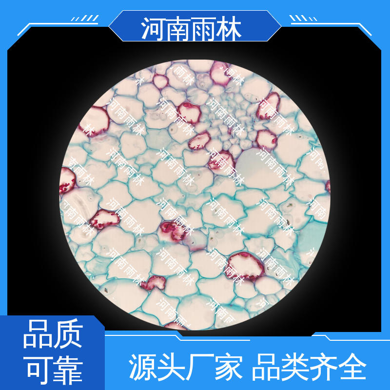 个性化定做 颜色鲜亮 显微切片 质量优 雨林教育