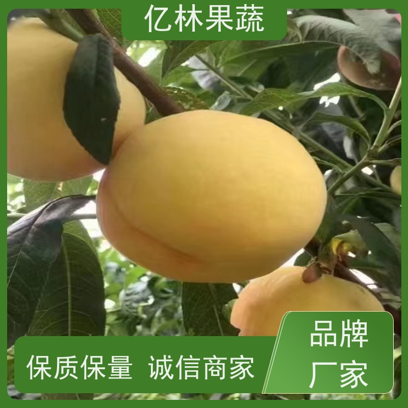 亿林苗木 桃树苗 晚熟品种桃 口感脆甜 果实饱满味道好