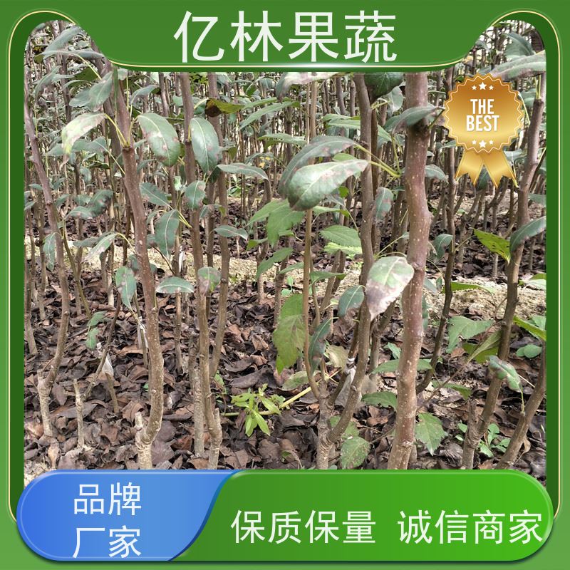 基地供应 冬桃苗 桃树果苗批发 自家园林 成活率高
