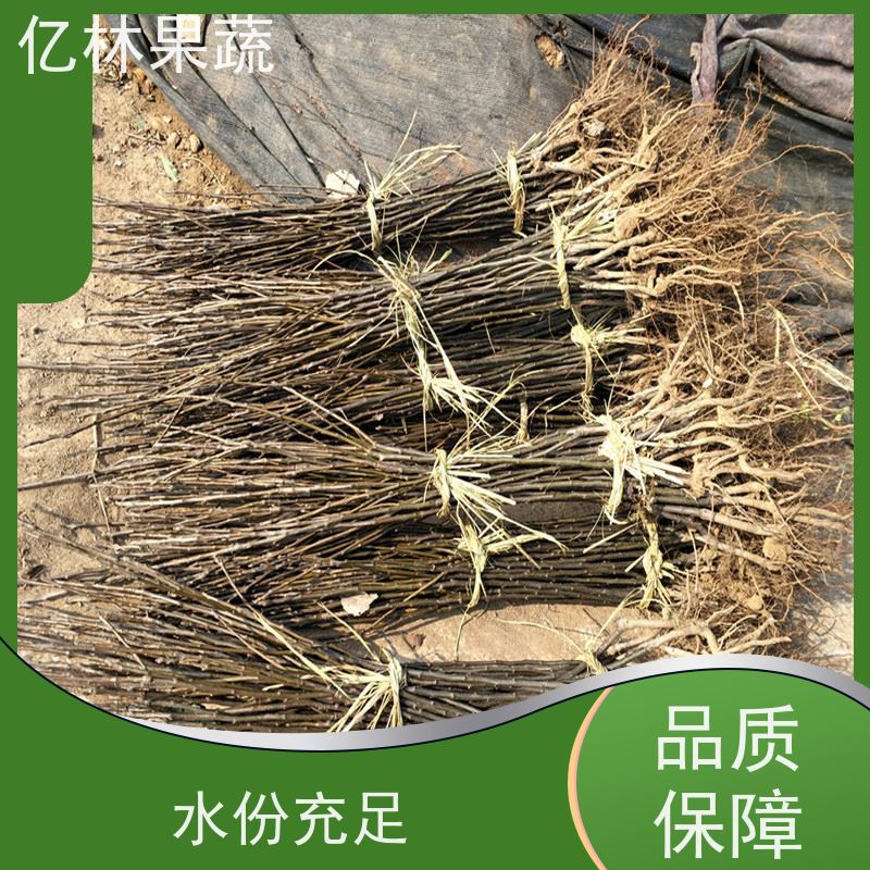亿林苗木 果实饱满味道好 特产果树梨幼苗 嫁接梨树苗