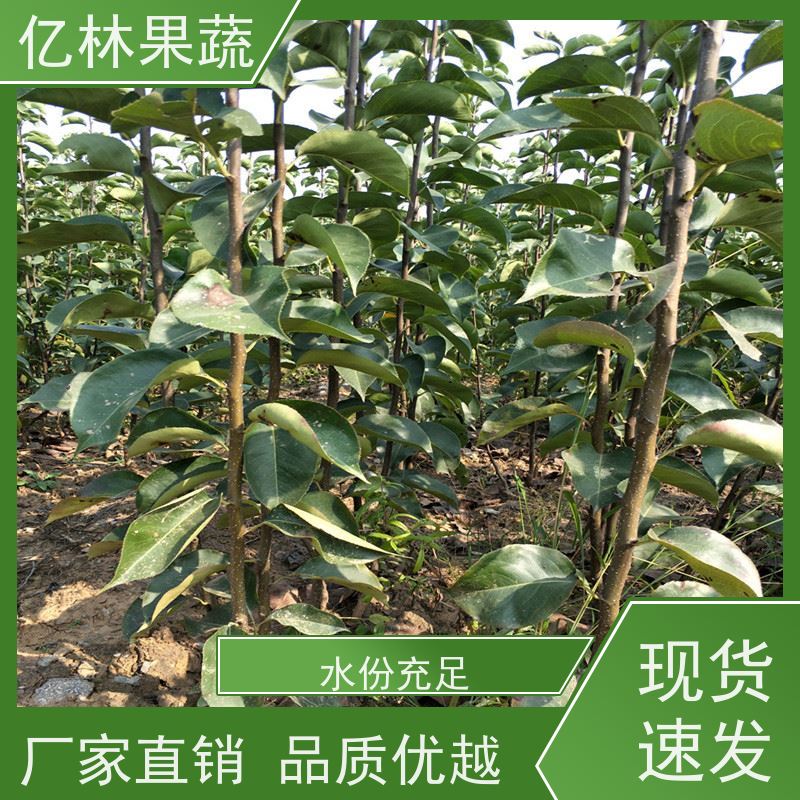 基地供应 果实饱满味道好 新品种梨苗 香甜可口 红星梨树苗
