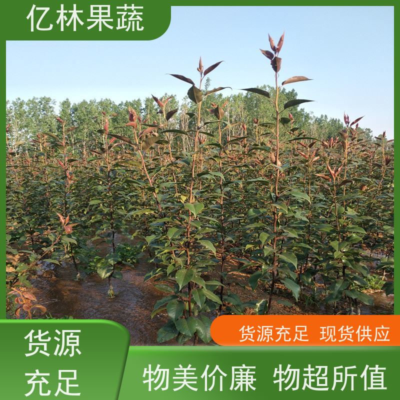 亿林苗木 绿宝石梨树苗 果实饱满味道好 新农酥梨 现挖现发