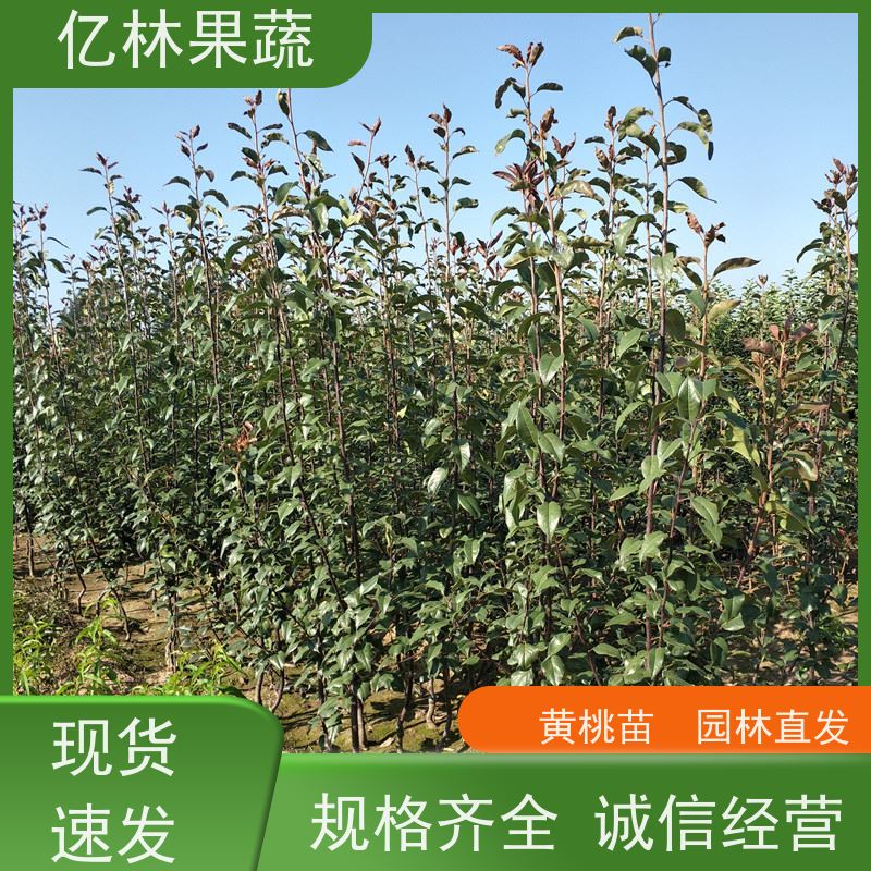 亿林苗木 桃树苗 三公分现挖现发 品种齐全 果实饱满味道好