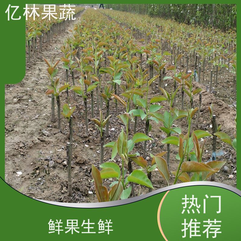 亿林苗木 基地直发 三公分现挖现发 品种齐全 中秋红梨树苗