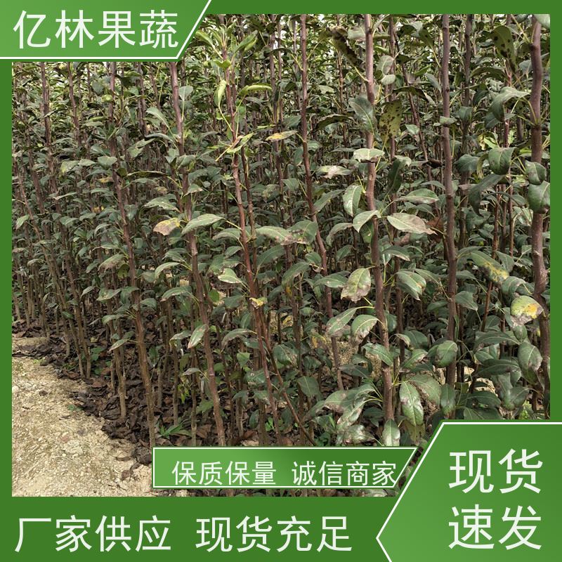 基地供应 冬桃苗 特产果树桃幼苗 根系饱满成活率高