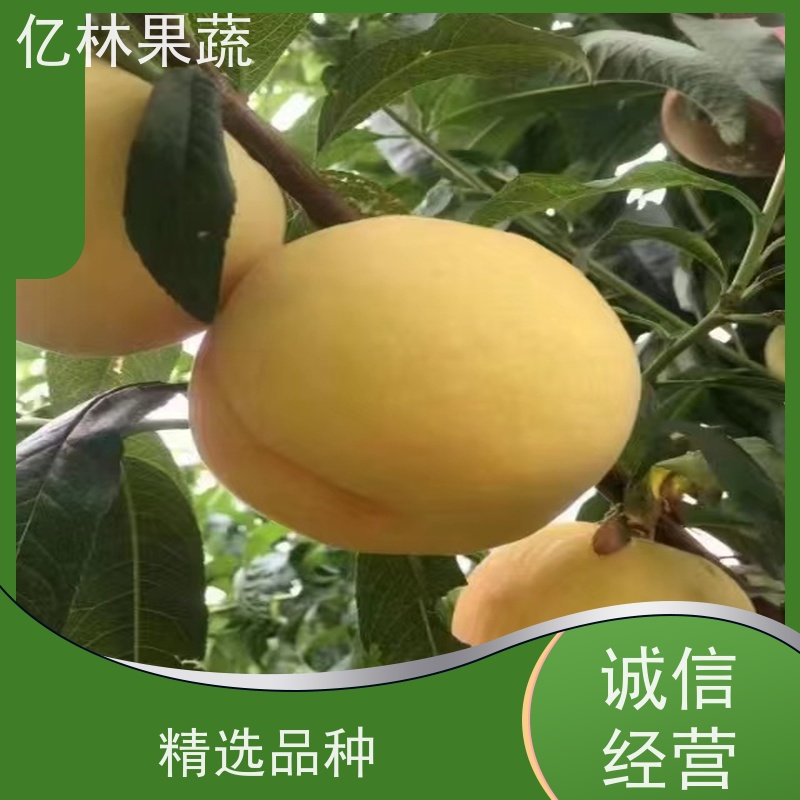 基地供应 成活率高 晚熟品种梨 口感脆甜 七月酥梨树苗