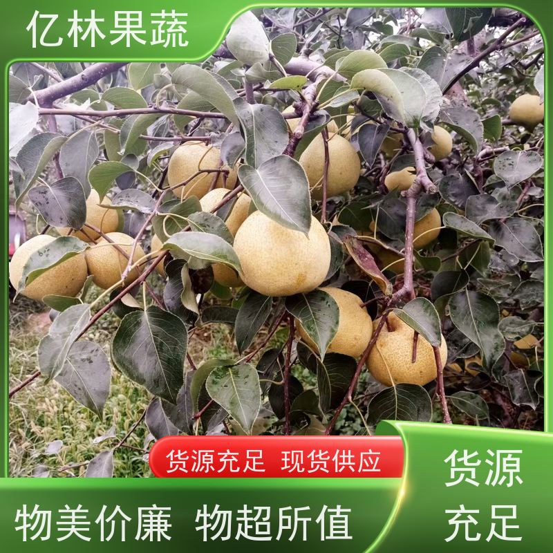 基地培育 油桃苗 盆栽地栽庭院桃树苗苗 根系饱满成活率高