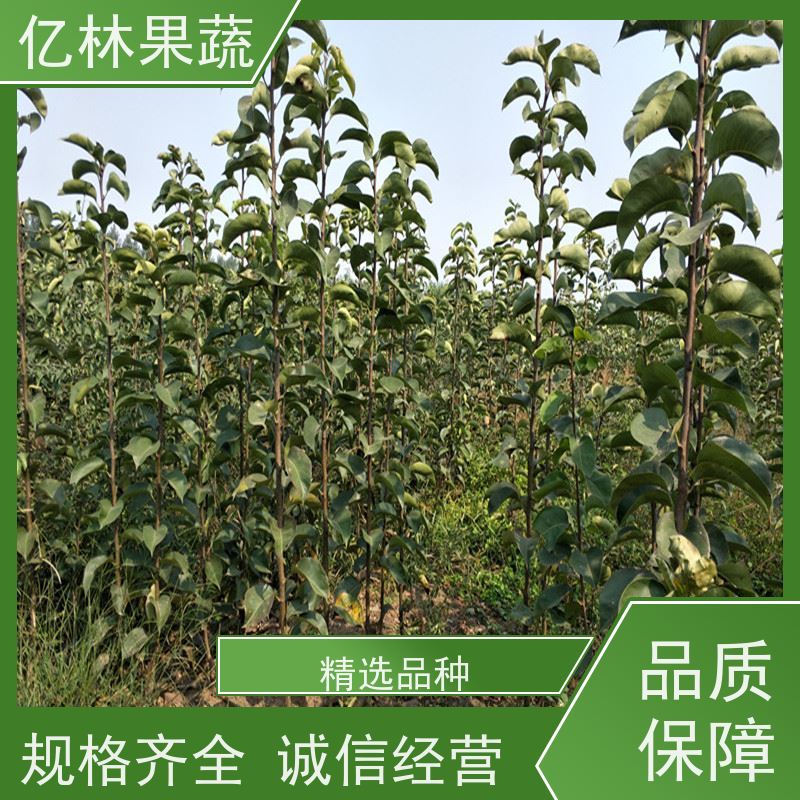 基地供应 秋彤桃 现挖现发 口感香甜 易栽培桃树苗
