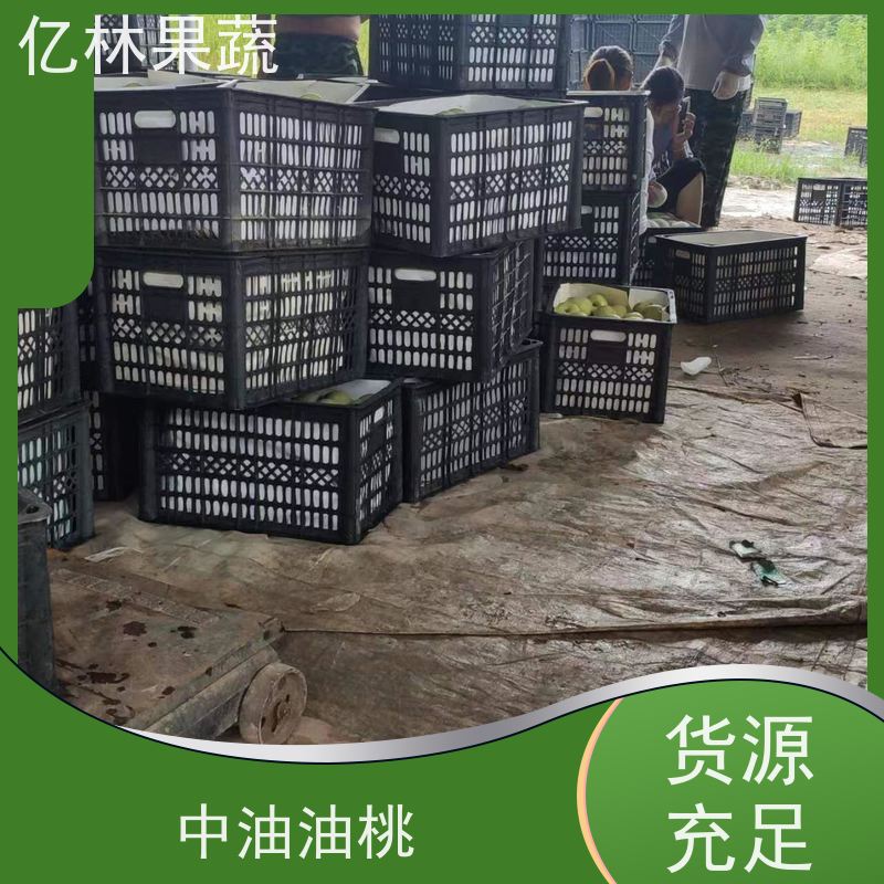 亿林苗木 黄金梨树苗 基地培育 晚熟品种梨 口感脆甜