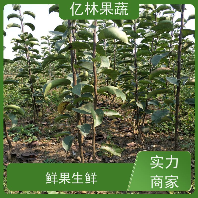 基地供应 成活率高 三公分现挖现发 品种齐全 红香脆梨树苗