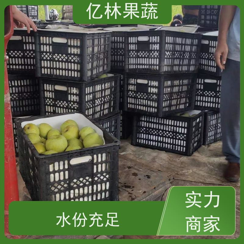 亿林苗木 基地培育 新品种梨苗 香甜可口 奥红梨树苗