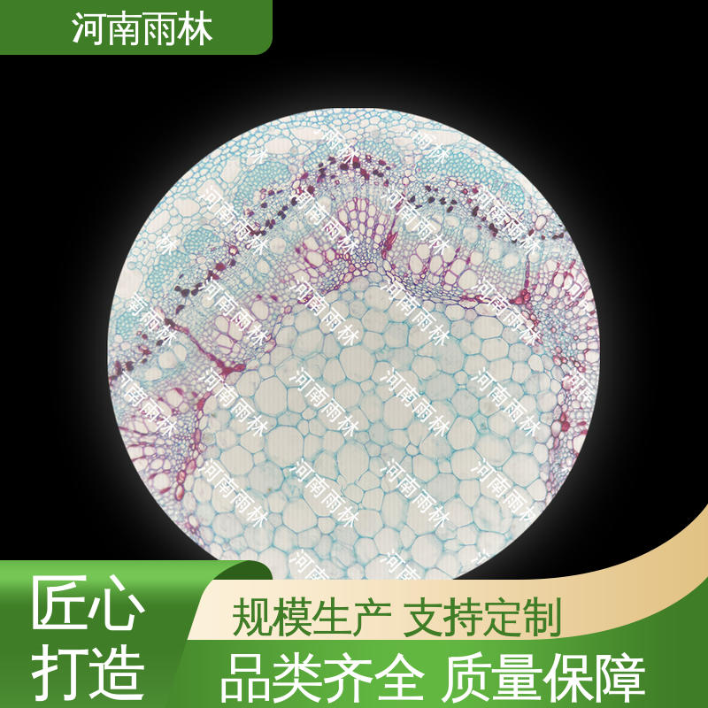 植物病害标本 支持定制 性价比高 雨林教育工程