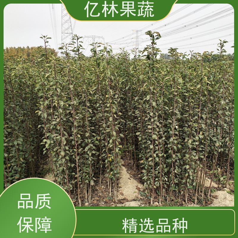 基地培育 秋彤桃 三公分现挖现发 品种齐全 成活率高