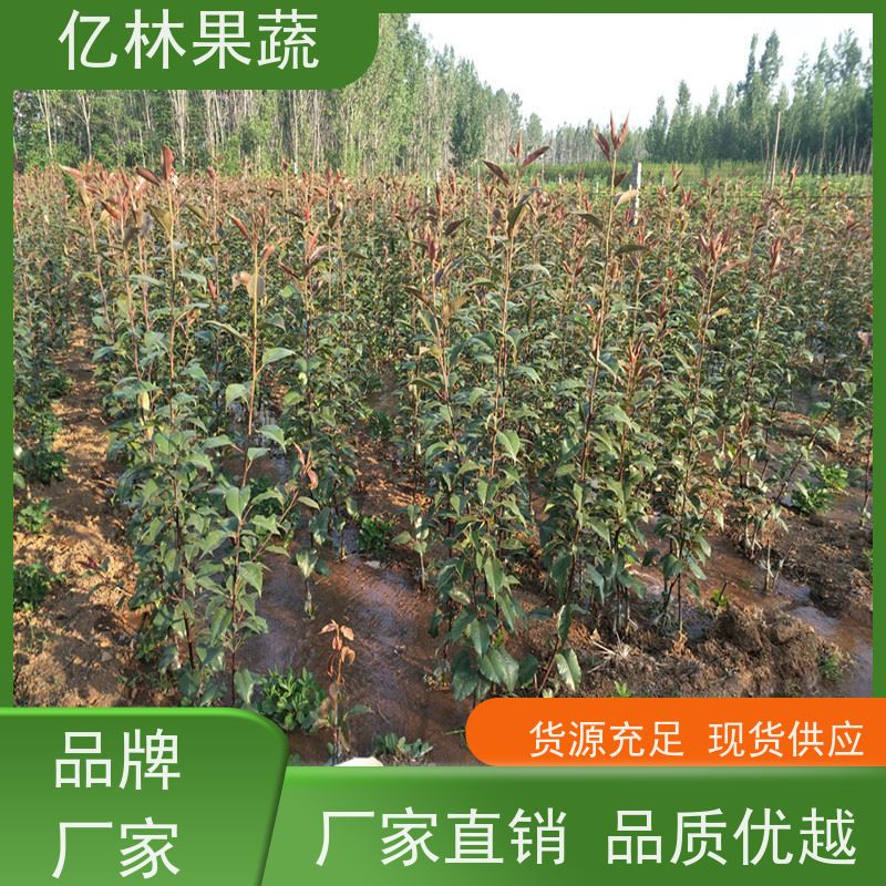 基地供应 早酥红梨苗 成活率高 三公分现挖现发 品种齐全