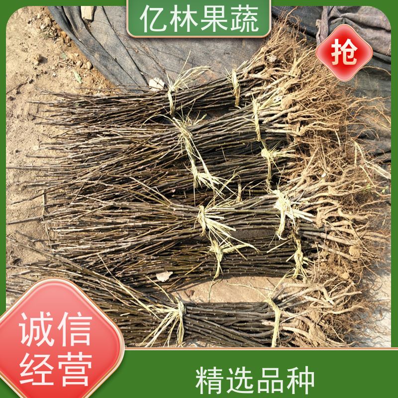 基地供应 金二十世纪树苗 果实饱满味道好 特产果树梨幼苗