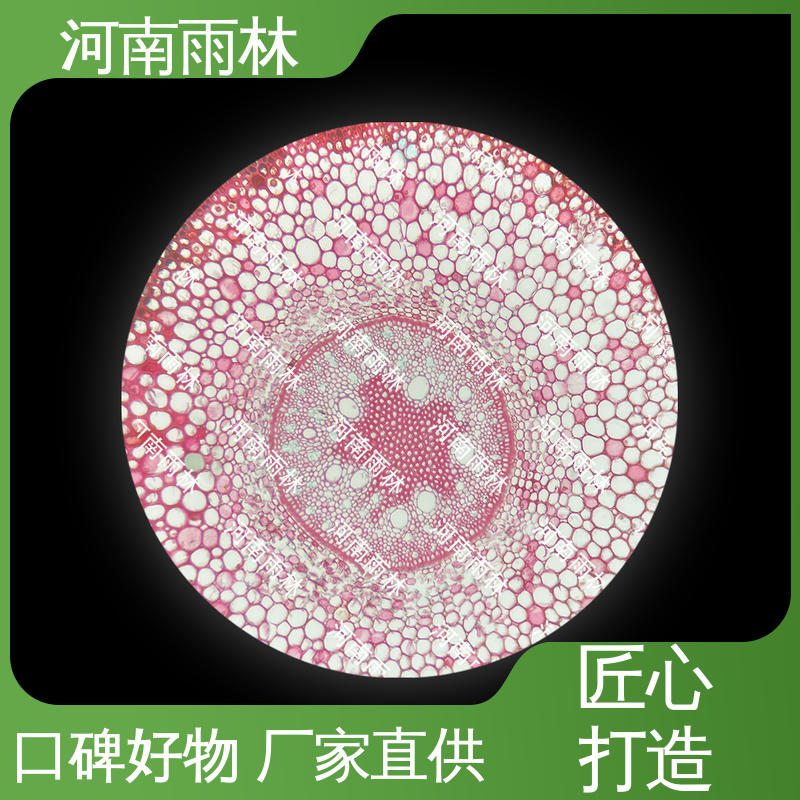 性价比高 教学标本 质量保障 支持定做 雨林教育