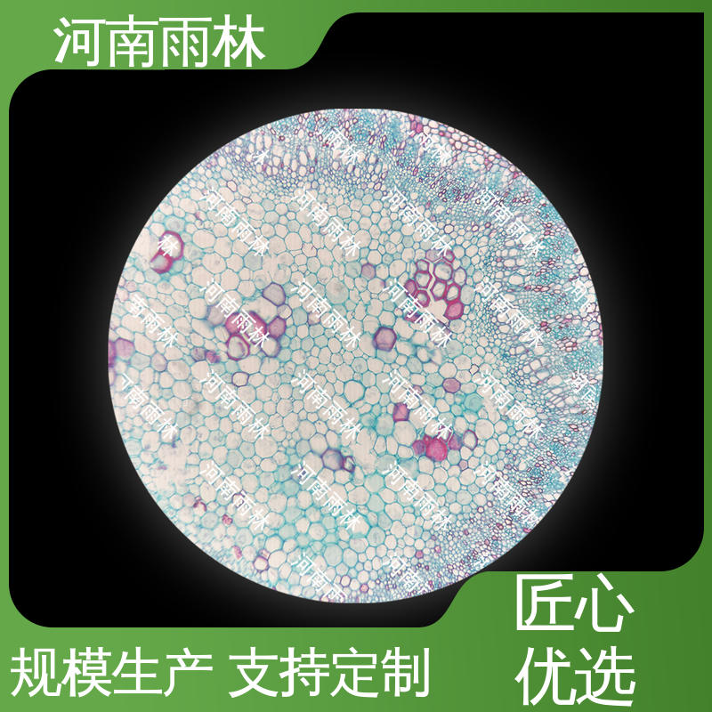 雨林教育工程 售后无忧 支持定做 质量保障 教学标本