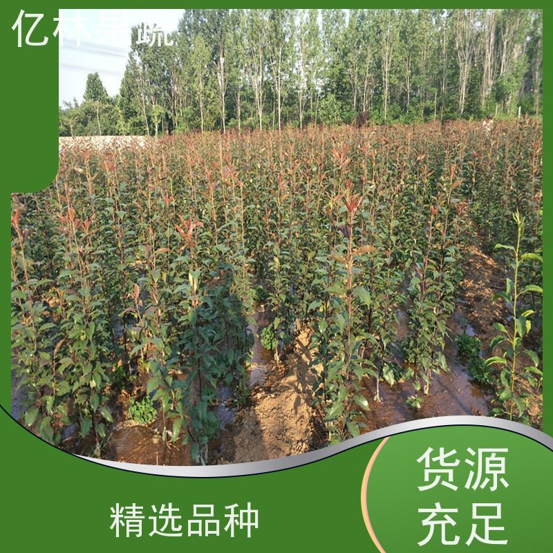 亿林苗木 桃树苗 现挖现发 口感香甜 根系饱满成活率高