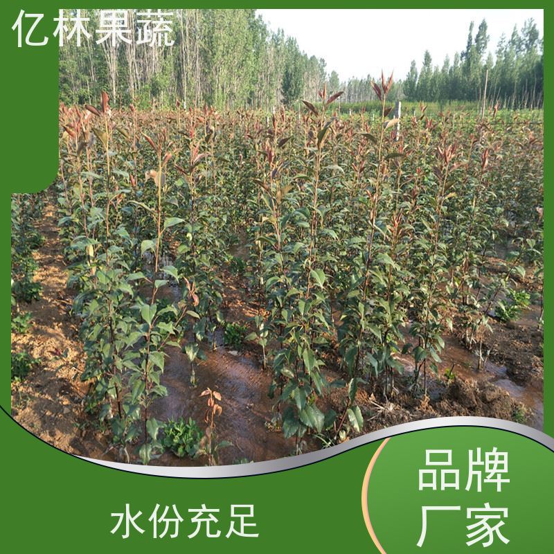 基地供应 秋彤桃 晚熟品种桃 口感脆甜 根系饱满成活率高