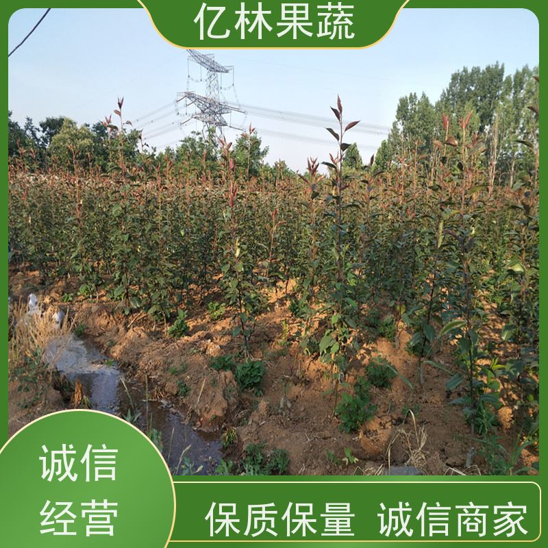 亿林苗木 果实饱满味道好 晚熟品种梨 口感脆甜 红香脆梨树苗