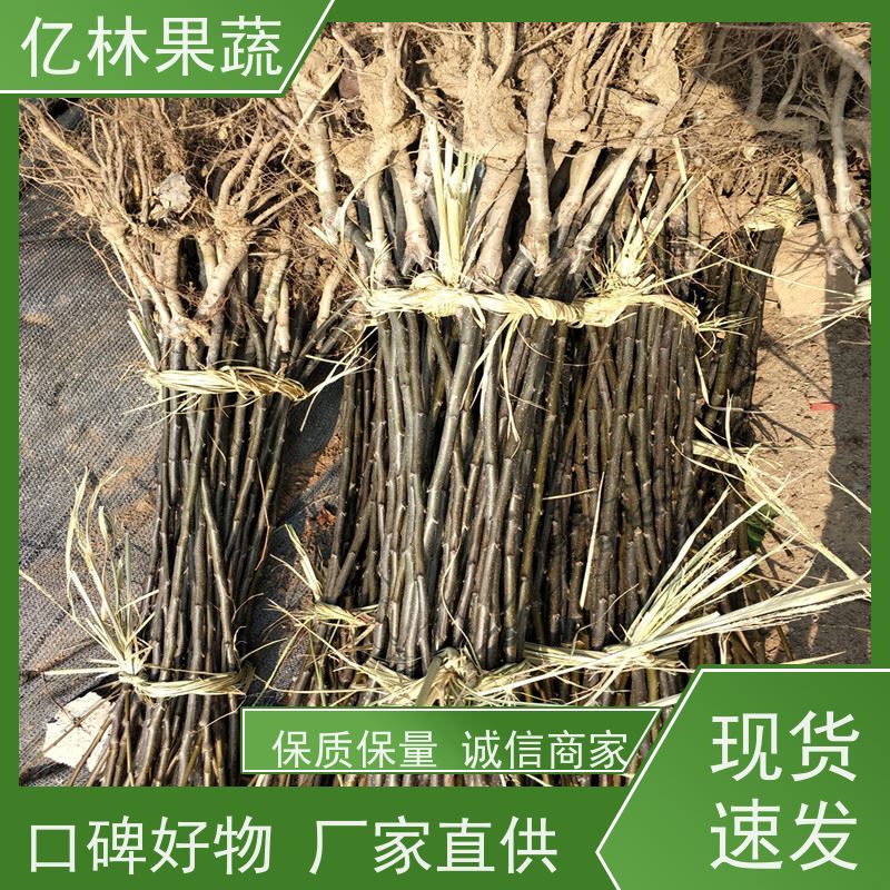 亿林苗木 冬桃苗 晚熟品种桃 口感脆甜 基地直发