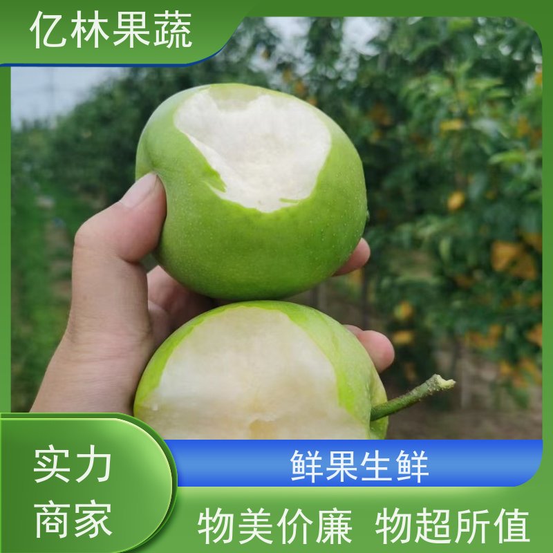 亿林苗木 黄冠梨树苗 基地培育 特产果树梨幼苗