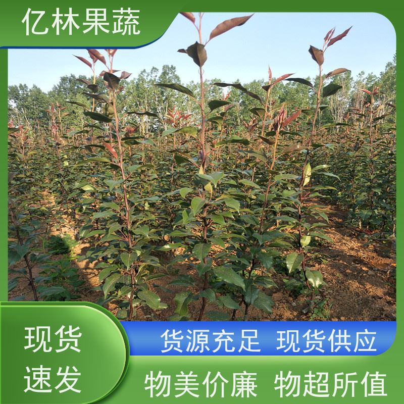 亿林苗木 红星梨树苗 基地培育 新农酥梨 现挖现发