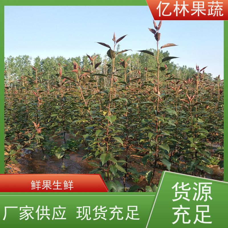 亿林苗木 桃树苗 晚熟品种桃 口感脆甜 根系饱满成活率高