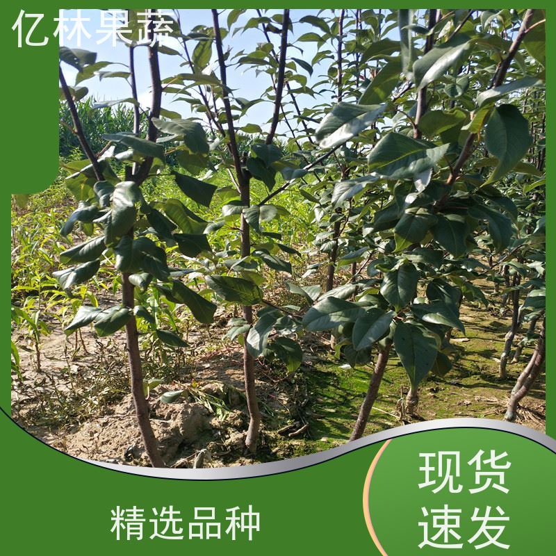 基地供应 根系饱满成活率高 特产果树梨幼苗 早酥梨树苗