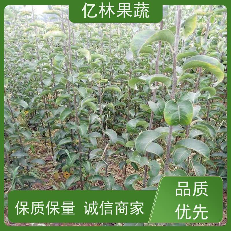 基地供应 成活率高 新品种梨苗 香甜可口 嫁接梨树苗
