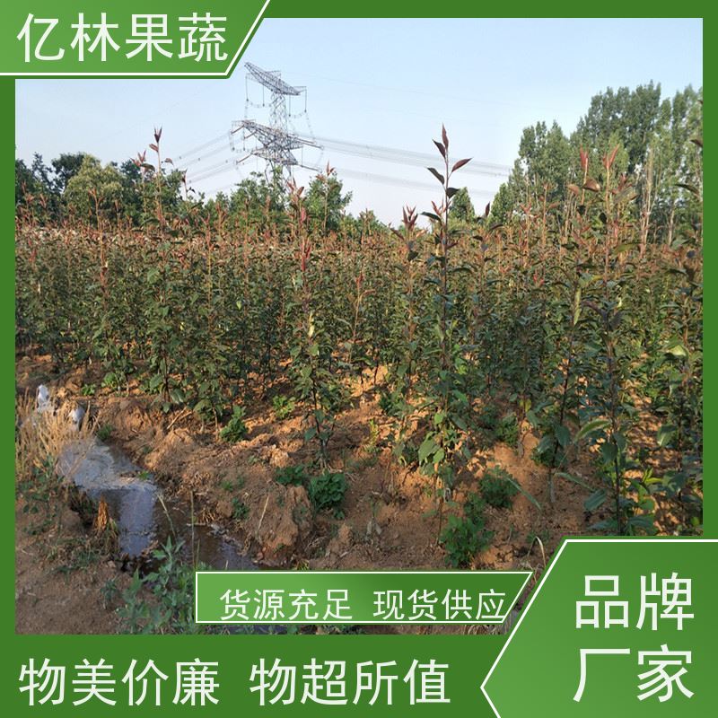 亿林苗木 果实饱满味道好 南北方种植 香酥梨果树 玉露香梨树苗