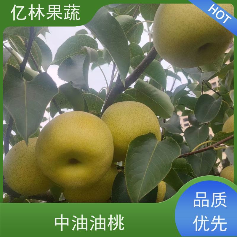 基地供应 易栽培梨树苗 晚熟品种梨 口感脆甜 早酥红梨苗