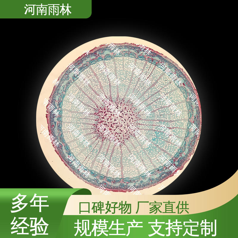 雨林教育 性价比高 厂家销售 质量保障 教学标本 一对一定制
