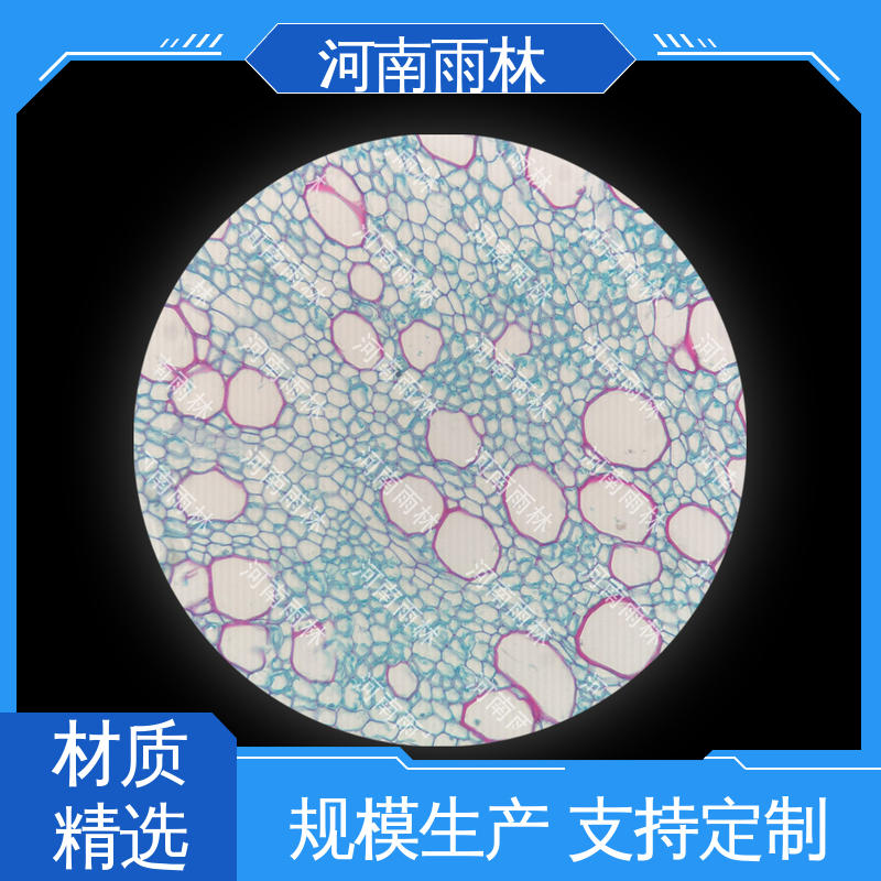 植物标本 个性化定做 质量保障 售后无忧 雨林教育