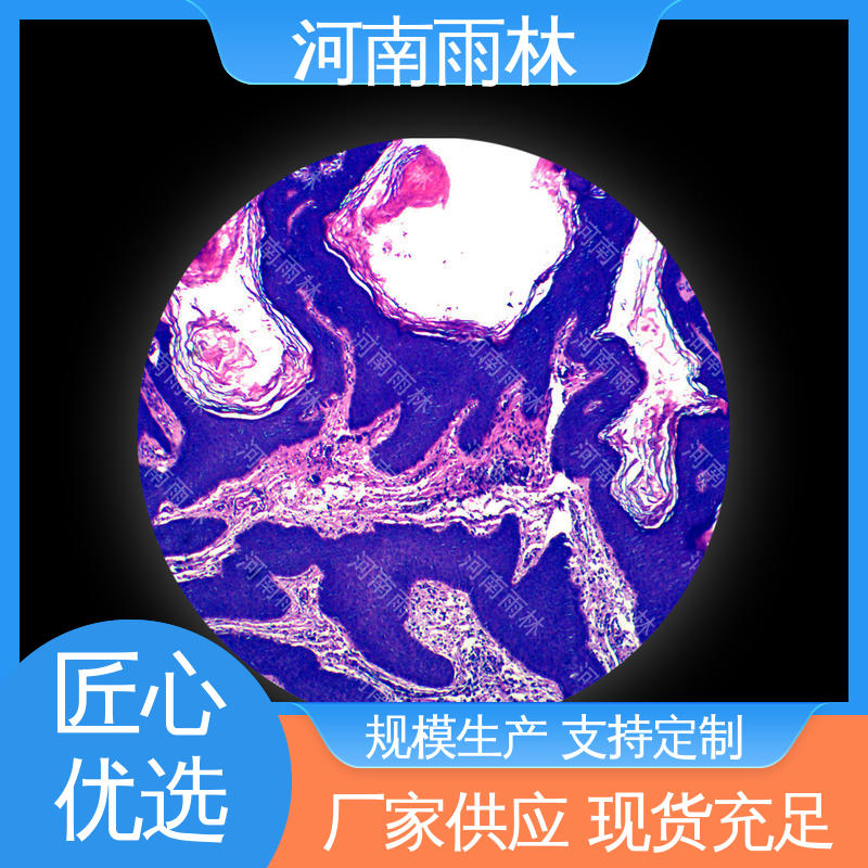 雨林教育 品质优良 个性化定做 售后无忧 病害标本