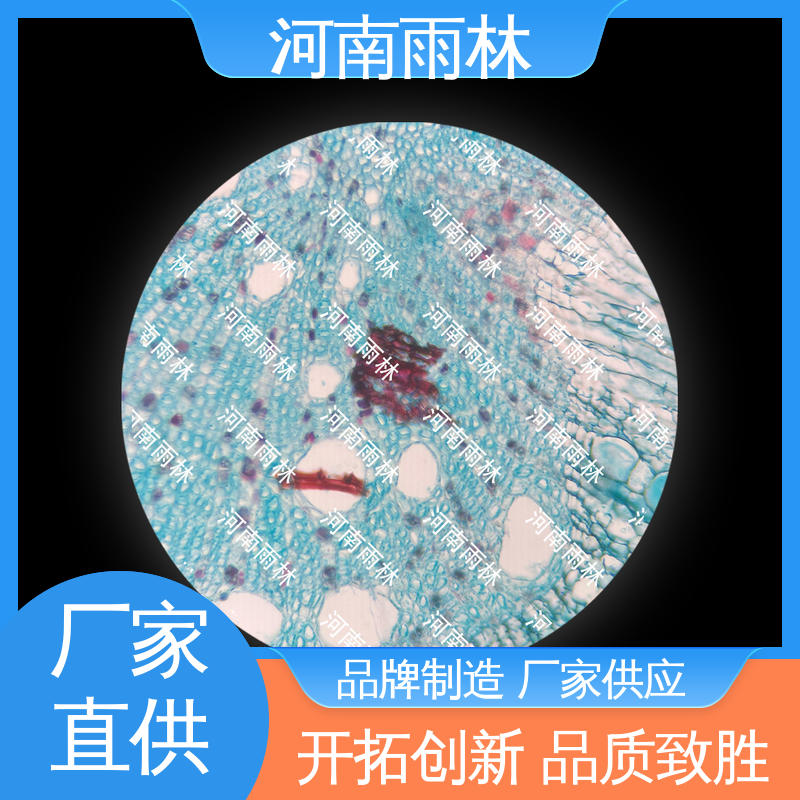 病害标本 细胞清晰 个性化定做 可提供材料 雨林