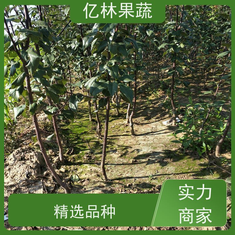 亿林苗木 果实饱满味道好 南北方种植 香酥梨果树 早酥红梨苗