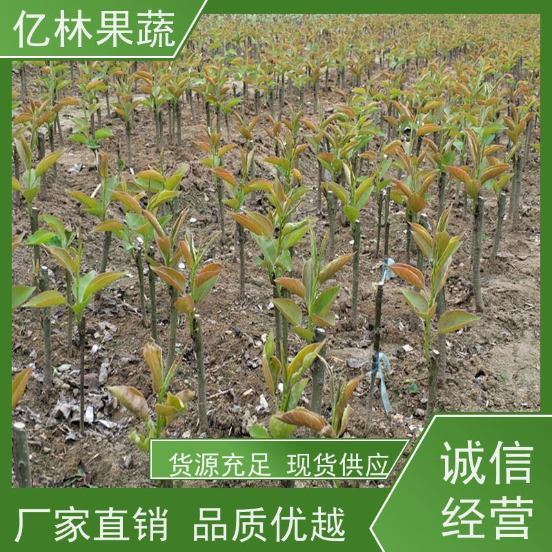 亿林苗木 绿宝石梨树苗 成活率高 新品种梨苗 香甜可口