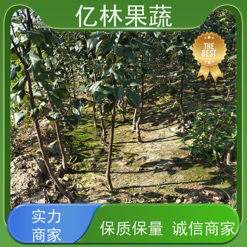 基地培育 园林嫁接桃苗 果树苗批发 当年结果 根系饱满成活率高