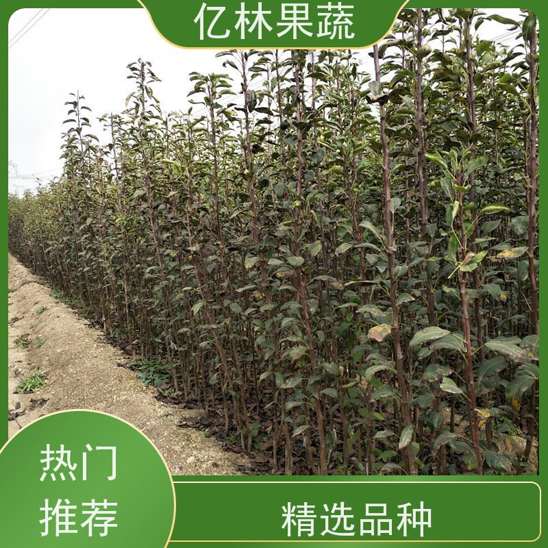 亿林苗木 成活率高 三公分现挖现发 品种齐全 黄金梨树苗
