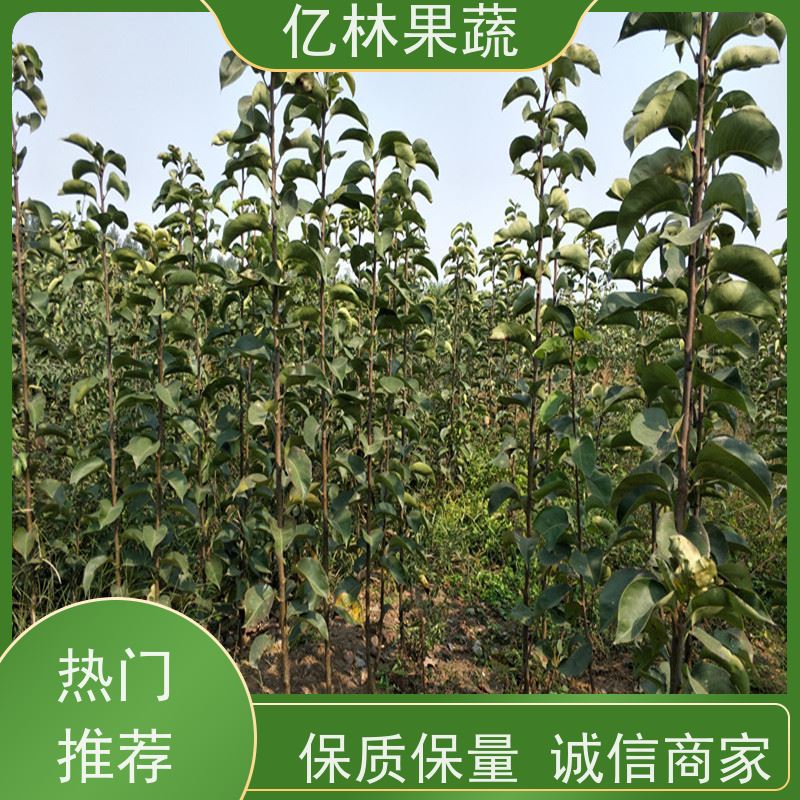 亿林苗木 黄金梨树苗 基地培育 新品种梨苗 香甜可口