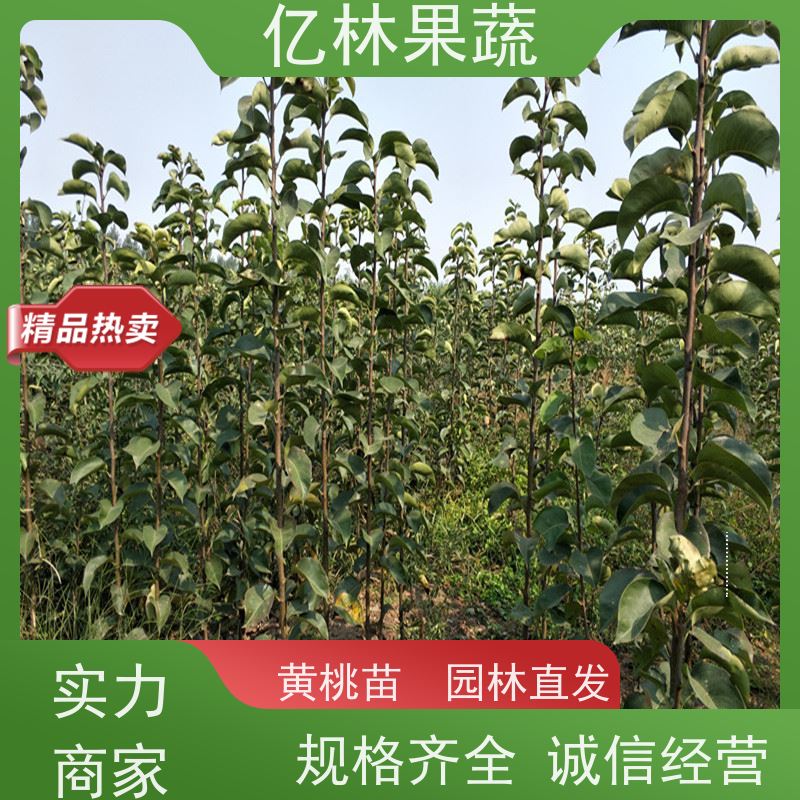 亿林苗木 丰水梨树苗 成活率高 盆栽地栽庭院红香酥梨苗