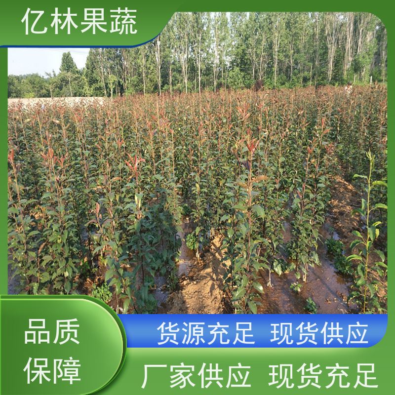 亿林苗木 油桃苗 桃树果苗批发 自家园林 成活率高