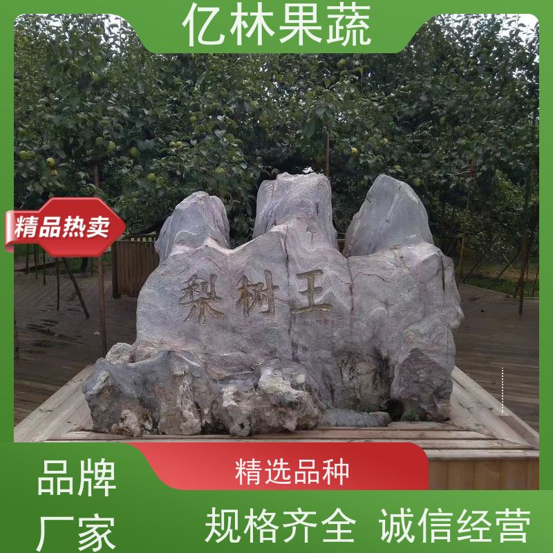 基地供应 秋彤桃 园林绿化果树苗 抗寒能力强 果实饱满味道好
