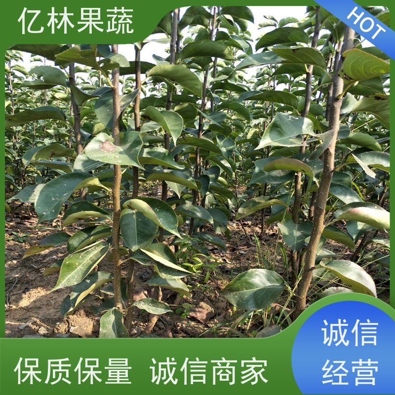 亿林苗木 早酥红梨苗 基地直发 园林绿化果树苗 抗寒能力强