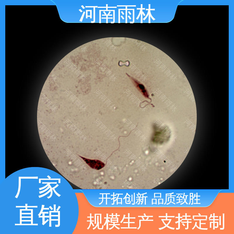 雨林教育 品质优良 生物切片 可后期加工 源头工厂