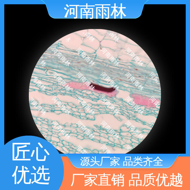 实验标本 一对一质检 可提供材料 个性化定做 雨林教育