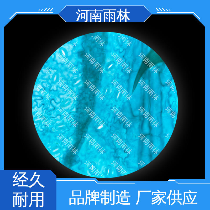 细胞清晰 植物标本 性价比高 支持定制 雨林教育工程